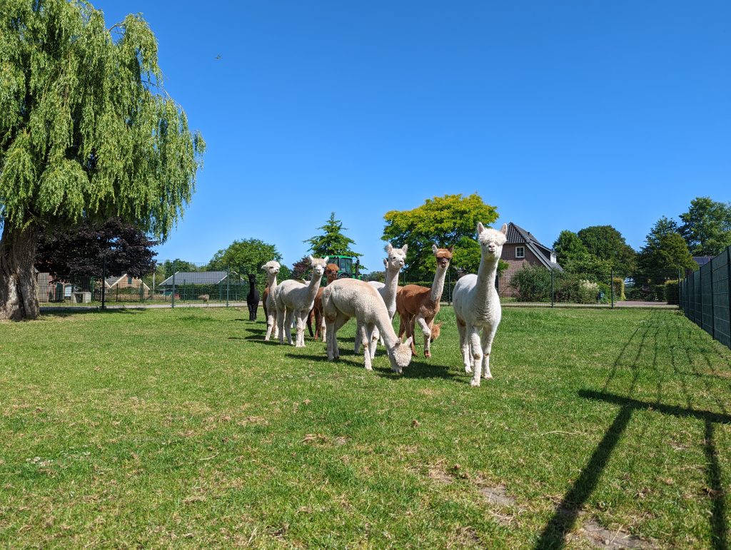 Alpaca's - Dierhouderij De Mettemaat