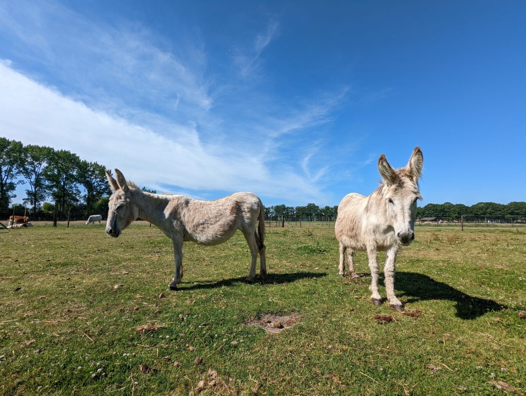 Ezels - Dierhouderij De Mettemaat