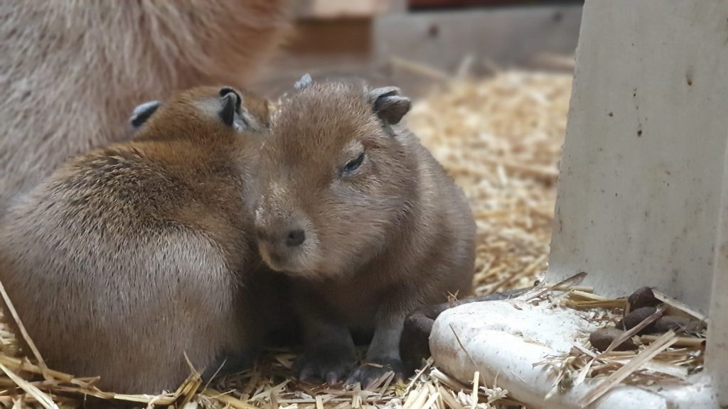 Capybara - Overige dieren De Mettemaat