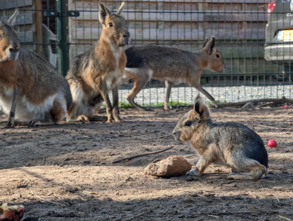 Mara's - Overige dieren De Mettemaat